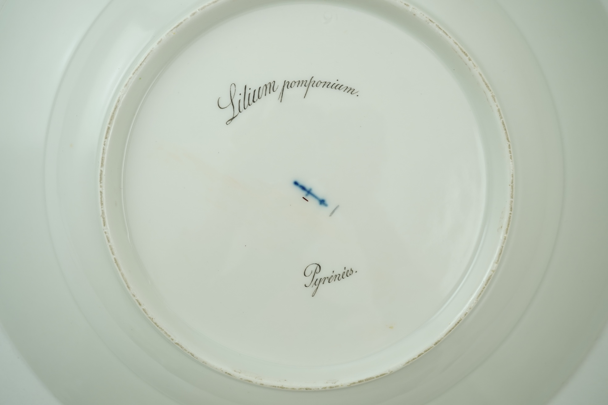 A KPM Berlin Turban lily botanical specimen plate, c.1806-9